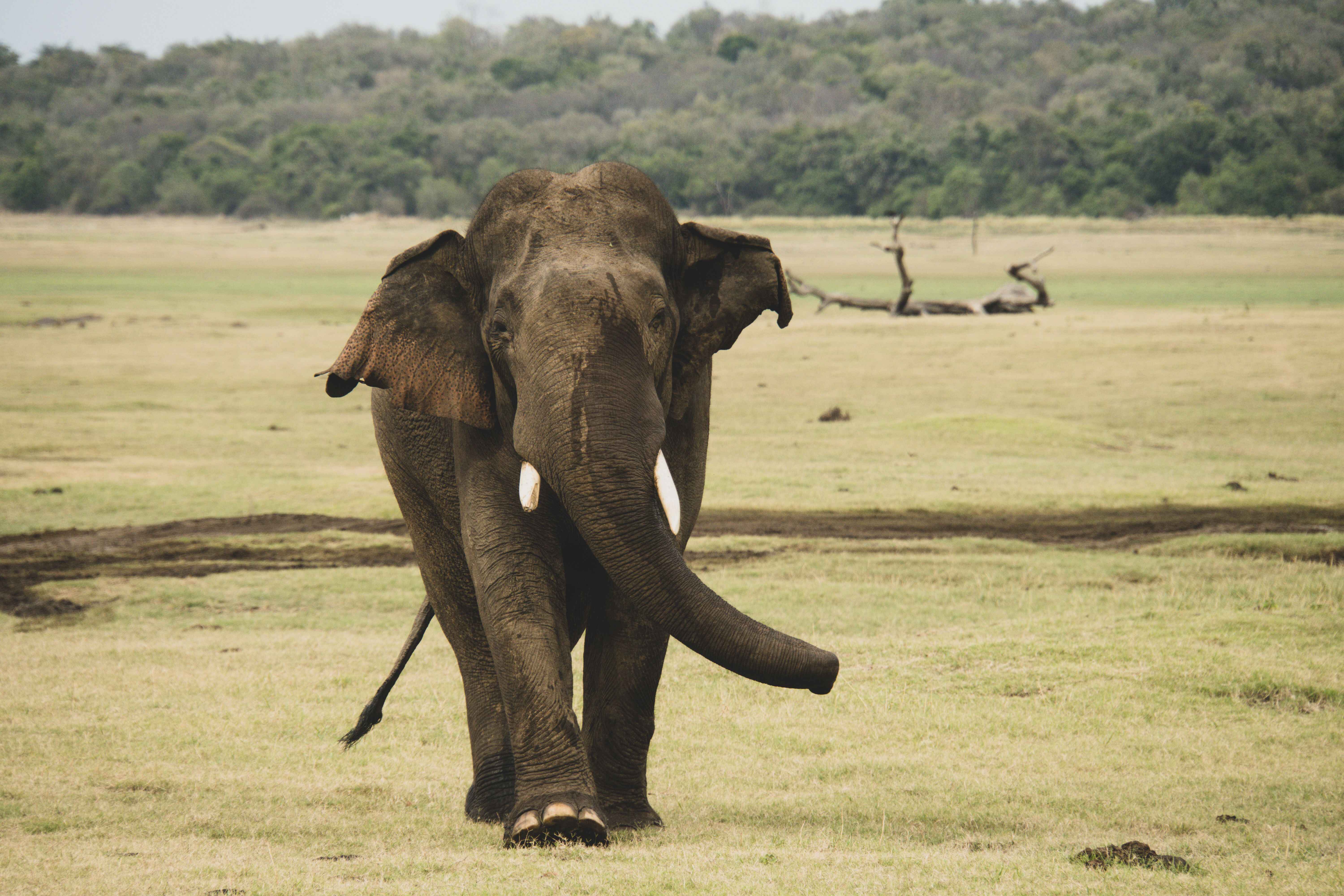 Elephants of Udawalawe