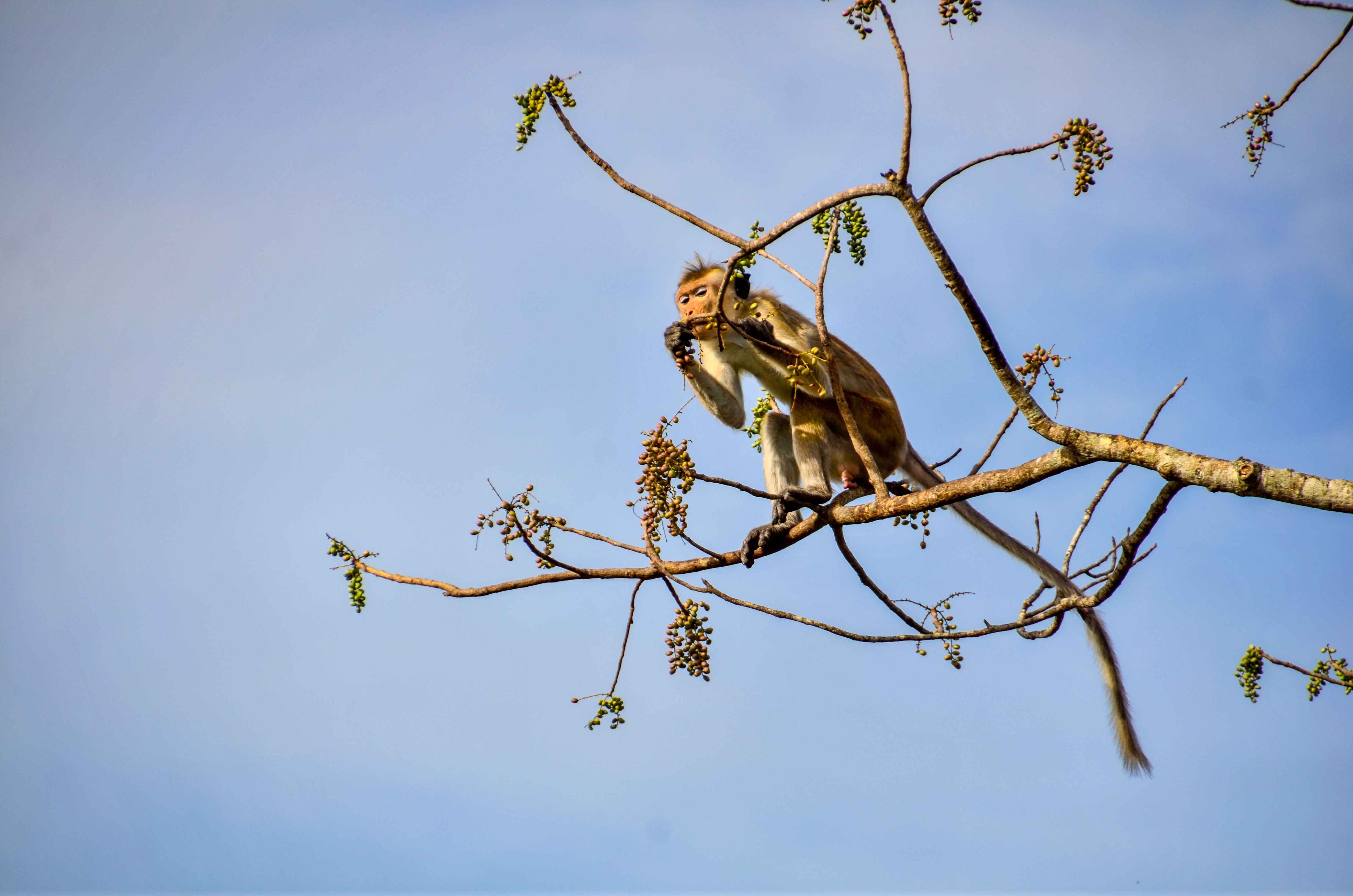 Wildlife Photography Safari